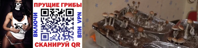 купить наркоту  Мариинский Посад  ОМГ ОМГ вход  Галлюциногенные грибы мухоморы 